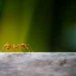 Jak pozbyć się mrówek z domu
