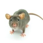 Jak pozbyć się myszy z domu