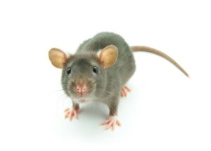 Jak pozbyć się myszy z domu