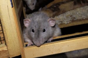 szczur w domu - jak się pozbyć?