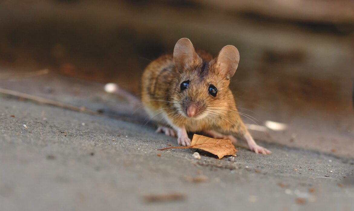 Rozmnażanie się myszy