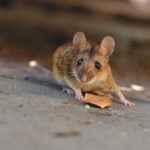 Rozmnażanie się myszy
